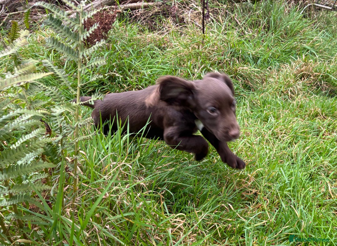 Cocker Spaniel dogs for sale: Cocker spaniel pups - Image 5