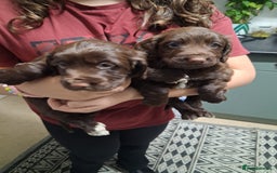 Cocker Spaniel dogs for sale: Chunky chocolate cooker spaniel puppies - Advert 3