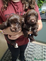 Cocker Spaniel dogs Chunky chocolate cooker spaniel puppies - Advert 1