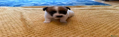 Jack Russell Puppy 3
