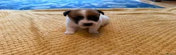 Jack Russell dogs for sale: Beautiful Farm Bred Jack Russell Puppies  - Advert 5