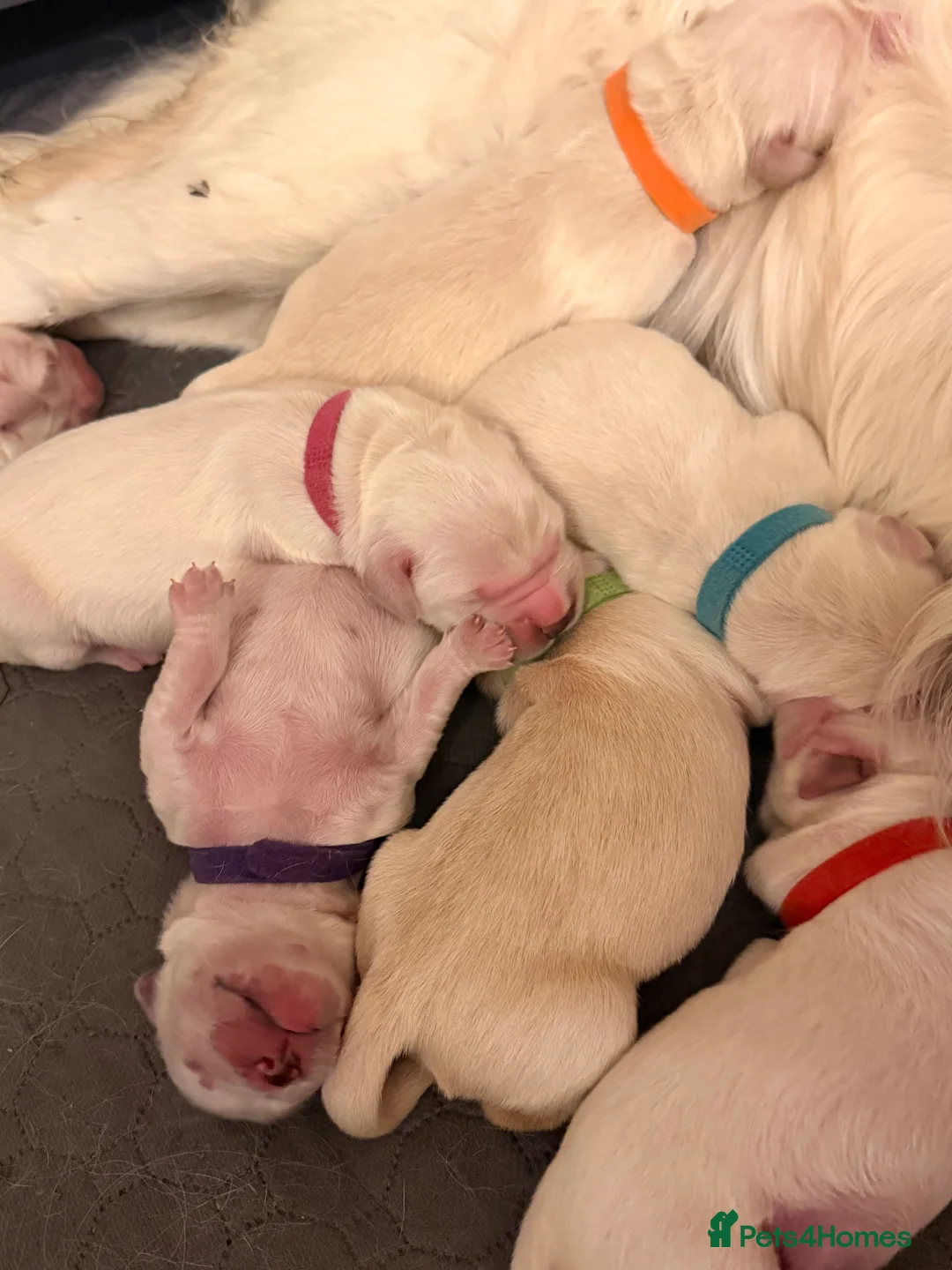 Golden Retriever dogs for sale:  KC Registered Golden Retriever puppies available  - Advert 2