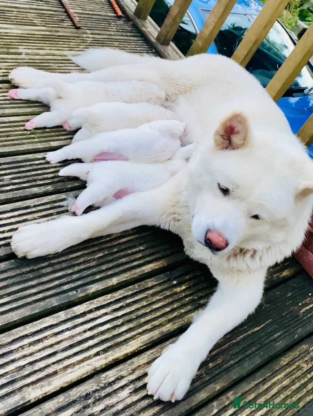 Japanese Akita Inu dogs for sale: Beautiful Japanese Akita Puppies 3 Stunning girls - Advert 10