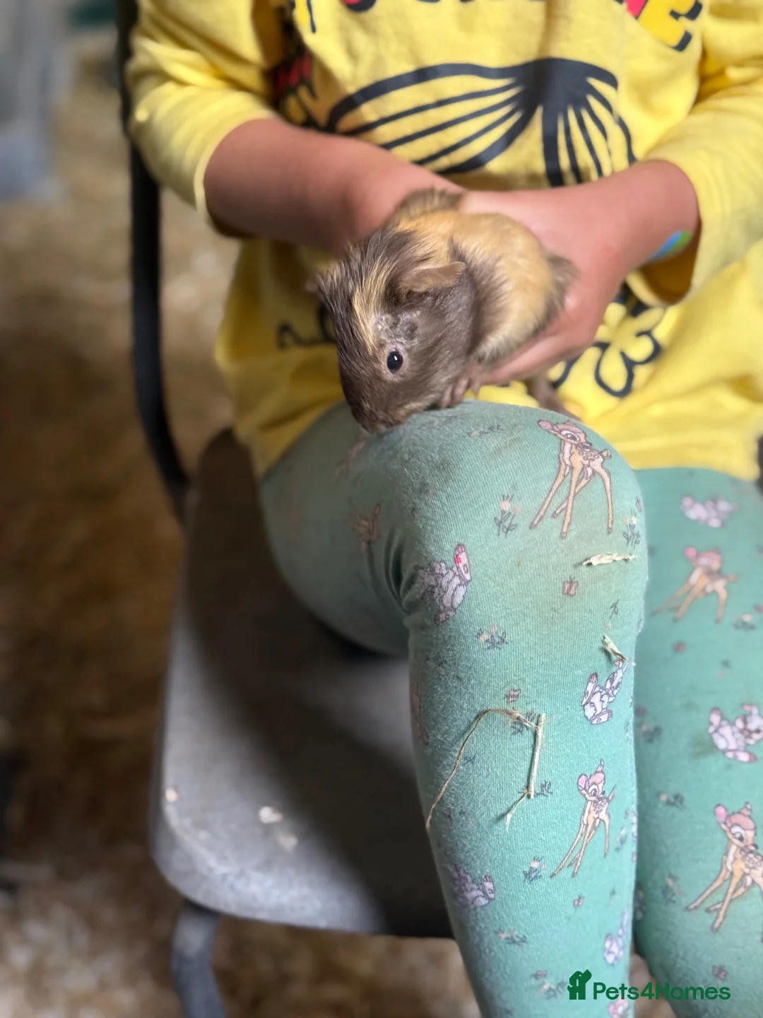 Guinea Pig rodents for sale: 4 boar guinea pigs  - Advert 10