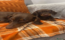 Dachshund dogs for sale: Dachounds for sale  - Image 3