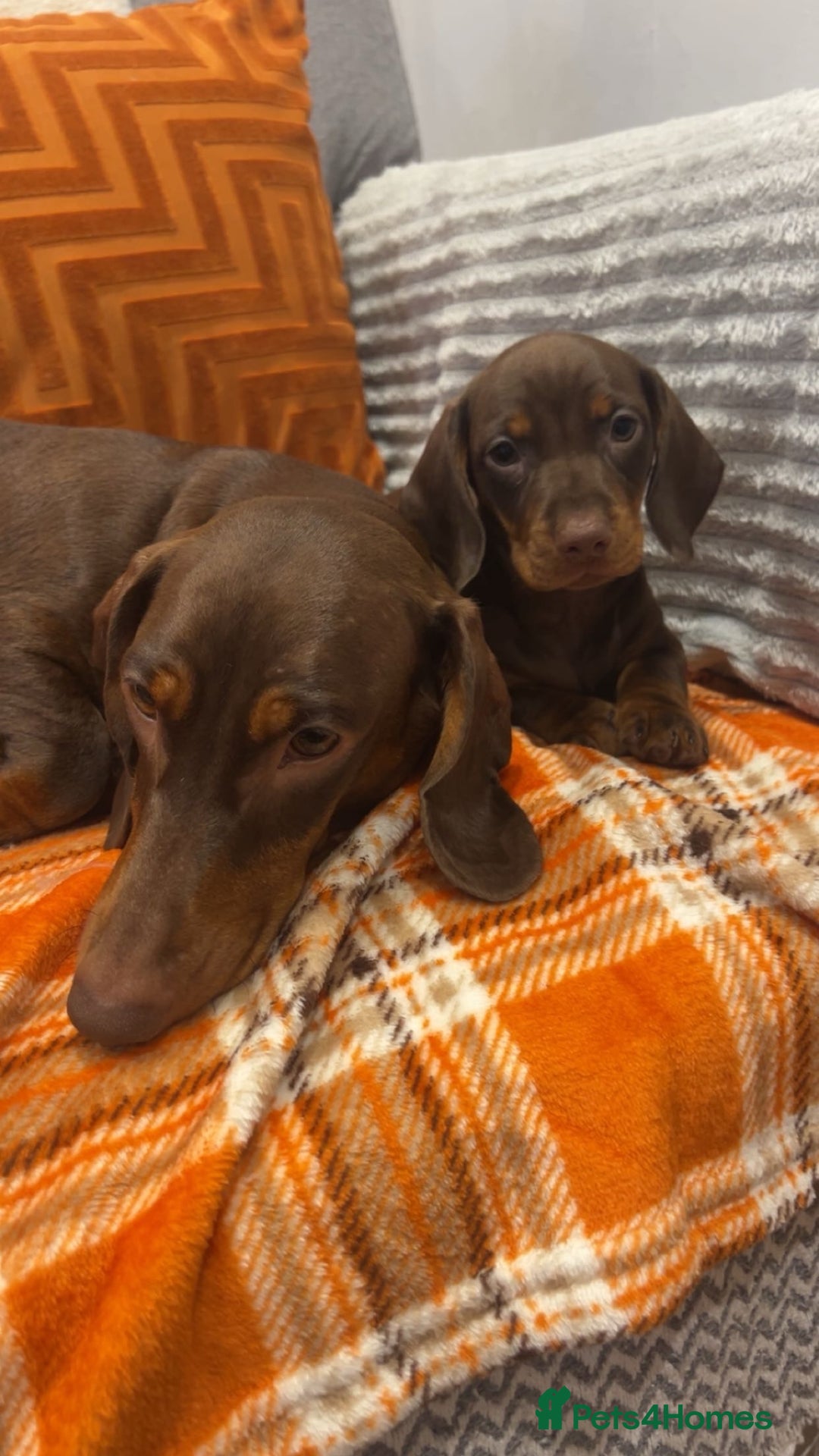 Dachshund dogs for sale: Dachounds for sale  - Image 3