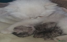 Persian cats for sale: Female persian chinchilla ready! - Image 7
