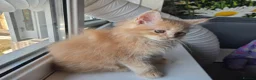 Maine Coon cats for sale: Stunning TICA Maine Coon kittens - Advert 6