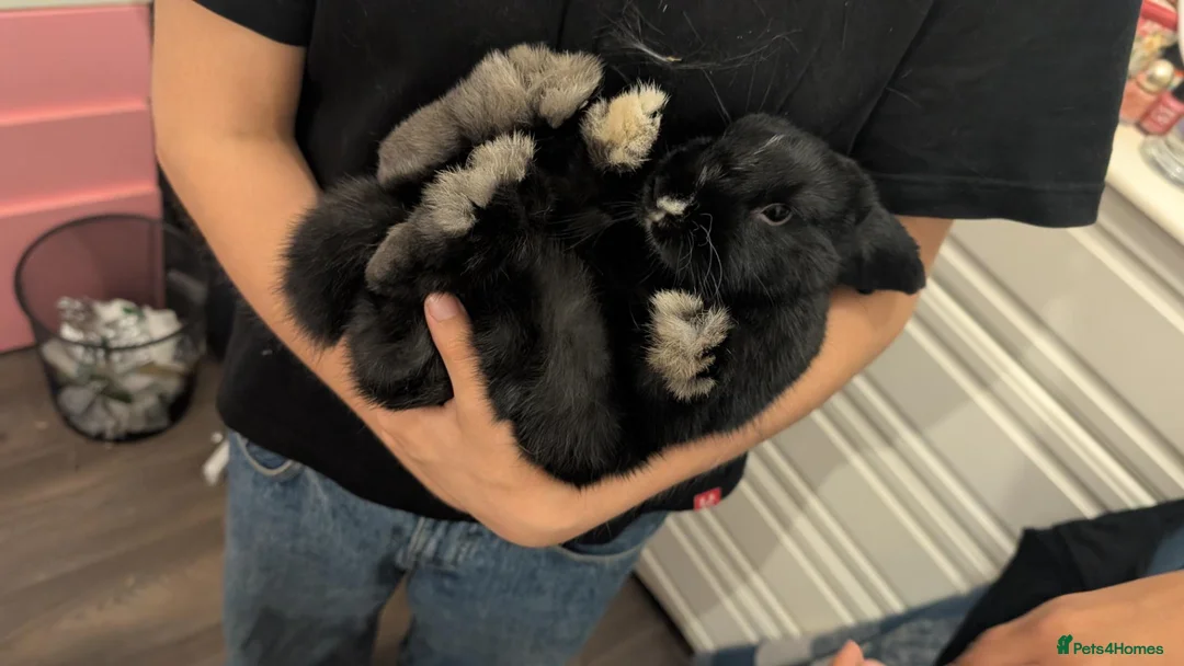 Mixed Breed rabbits for sale: 4month girl rabbit  - Advert 5