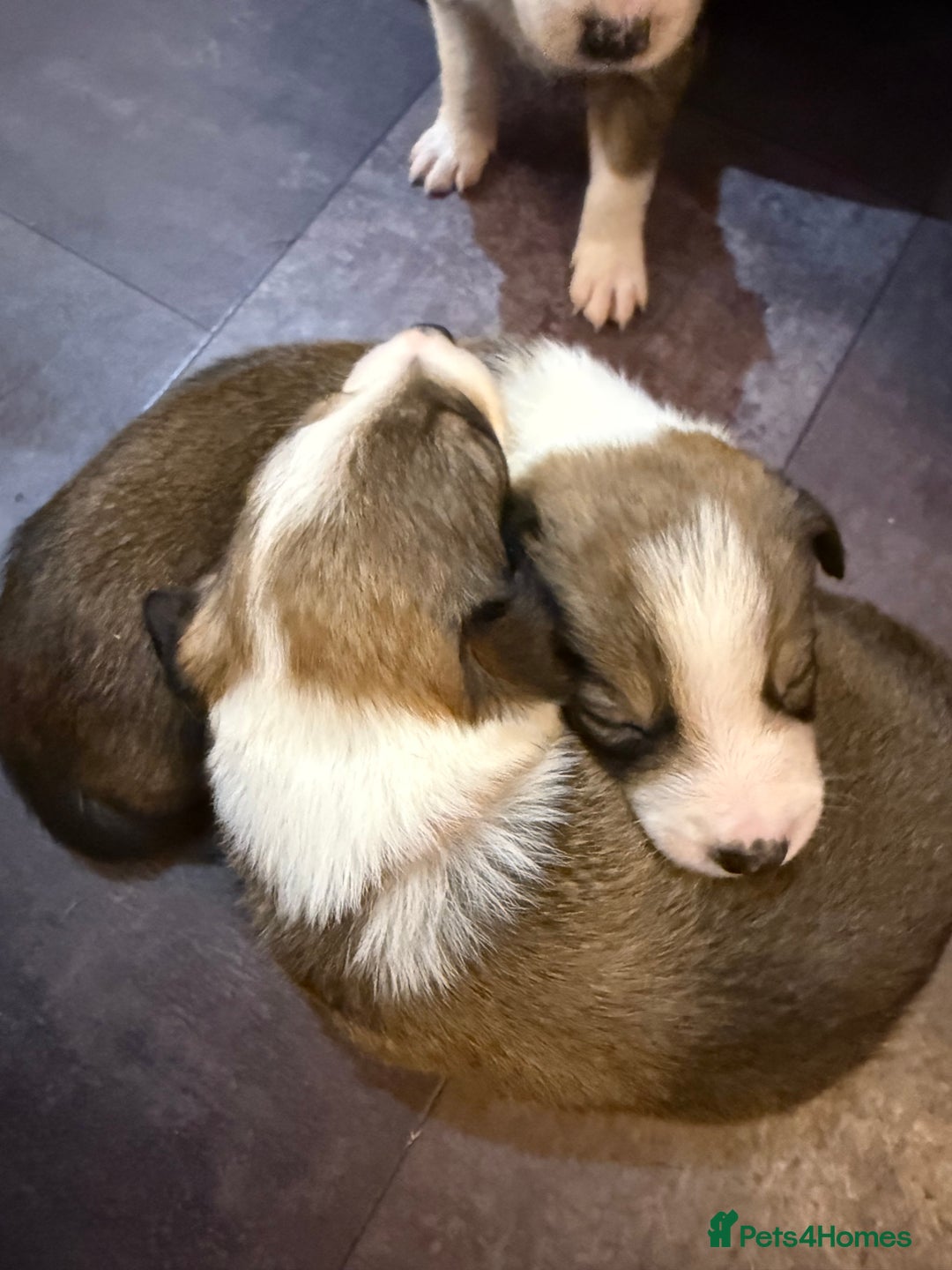 Mixed Breed dogs for sale: Border collie X Welsh collie pups - Advert 17