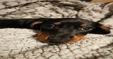 Miniature Dachshund dogs - Advert 12