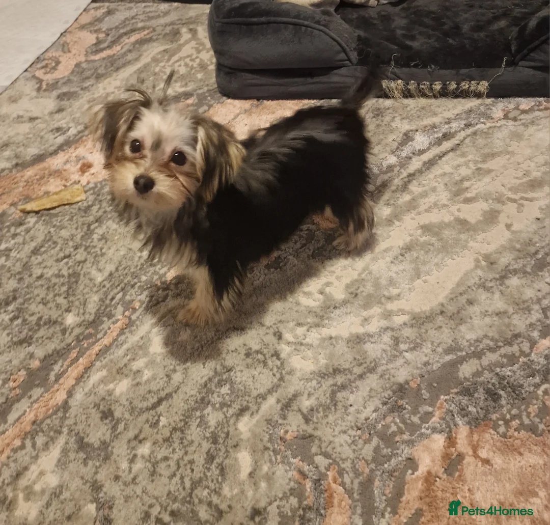 Mixed Breed dogs for sale: Mixed breed - Advert 3