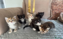 Persian cats for sale: mixed persian & bombay kittens  in Maidstone - Image 2