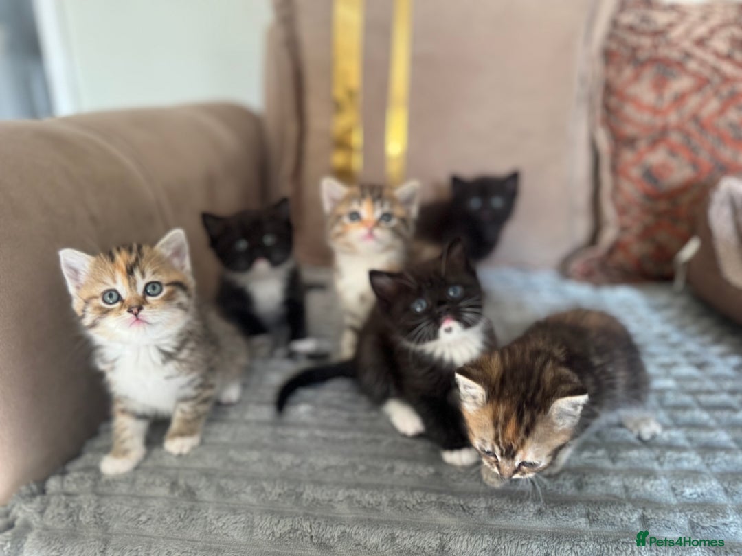 Persian cats for sale: mixed persian & bombay kittens  in Maidstone - Image 2