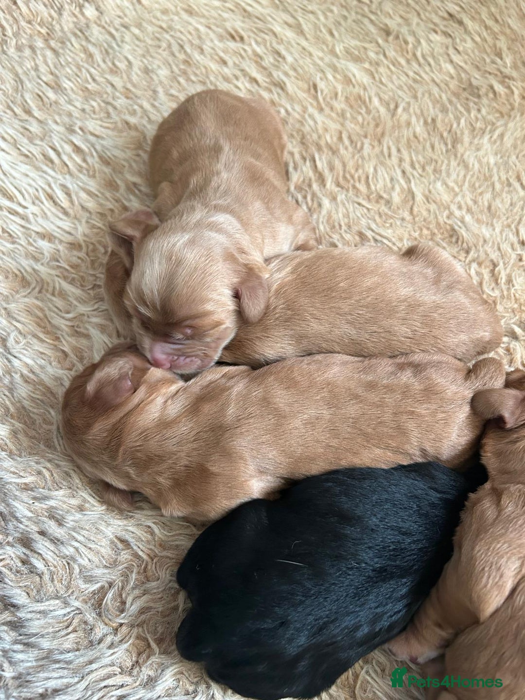 Cocker Spaniel dogs for sale: Beautiful KC reg working cocker spaniel puppies - Advert 5