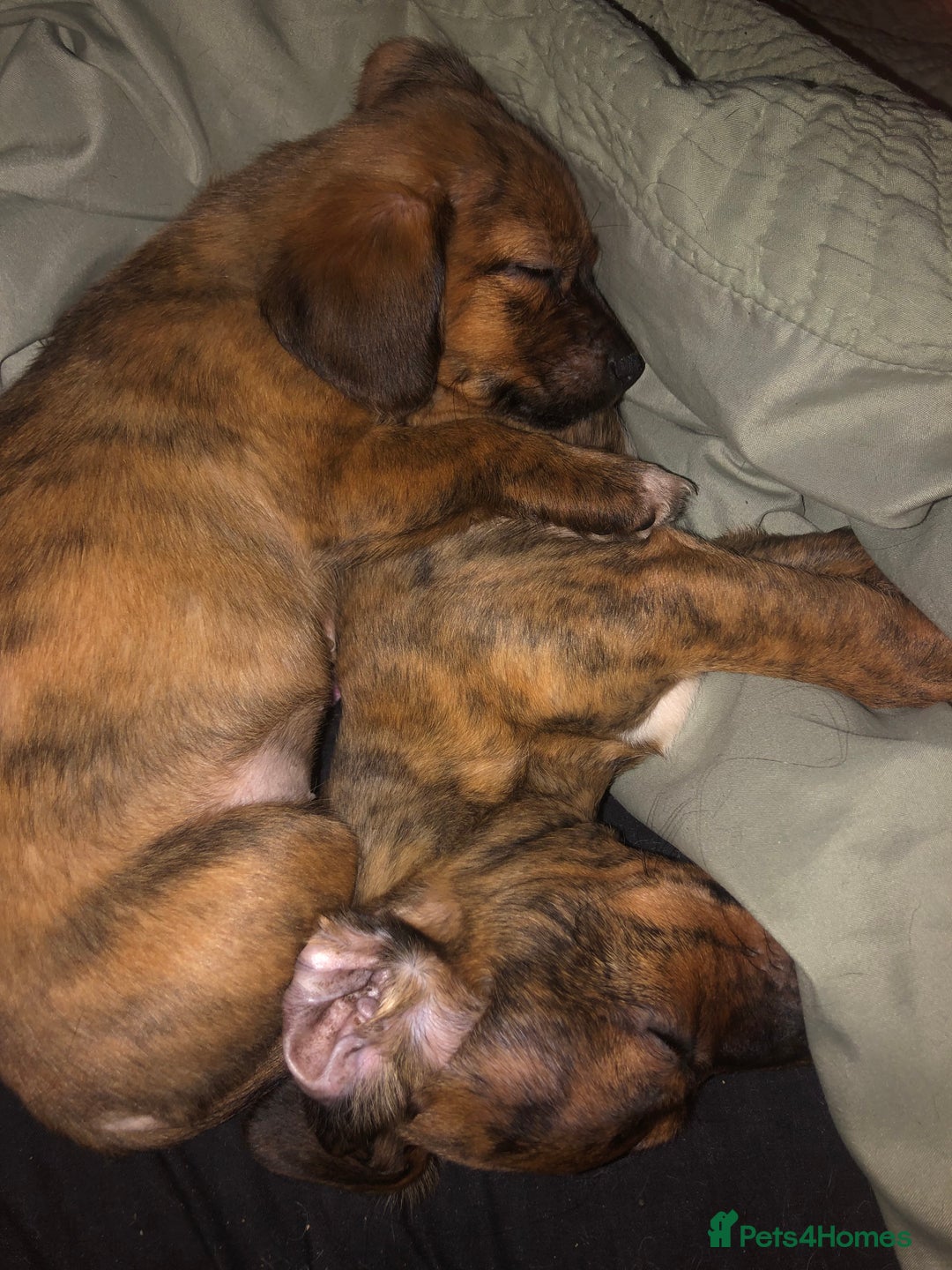 Mixed Breed dogs for sale: Beautiful puppies - Advert 2