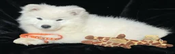 Samoyed dogs for sale: Beautiful Samoyed Puppies from Champion Father - Advert 16