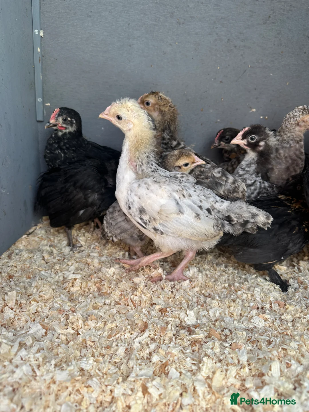 Mixed Breed poultry for sale: Pekin polish barnyard mix chicks Unsexed  - Advert 1