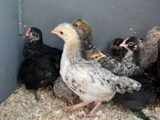 Mixed Breed poultry Pekin polish barnyard mix chicks Unsexed - Advert 2