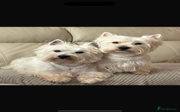 West Highland Terrier dogs for sale: Quality Westie Pups  - Image 8