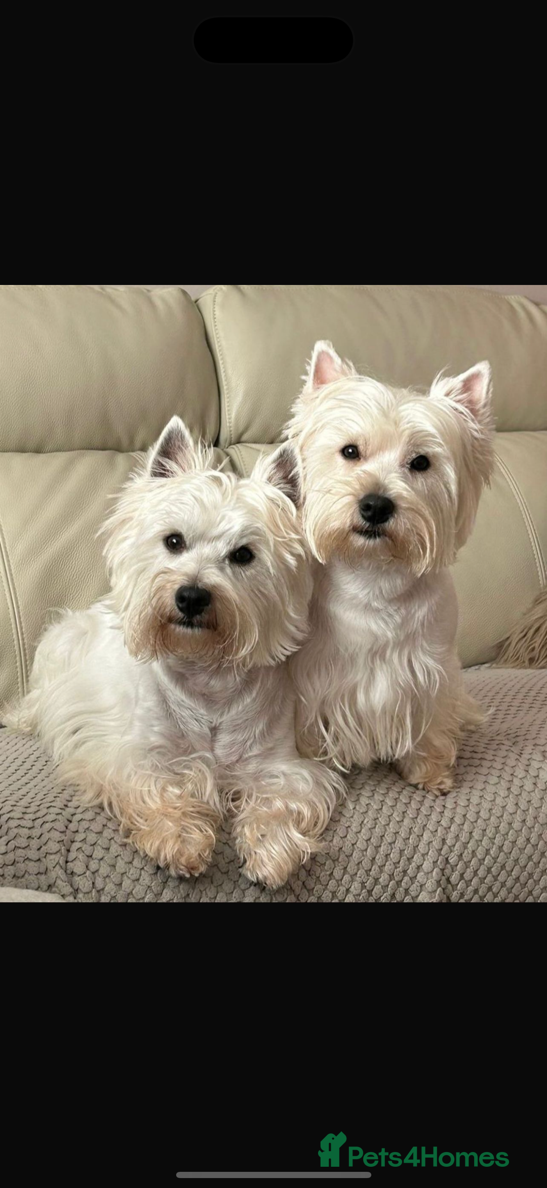 West Highland Terrier dogs for sale: Quality Westie Pups  - Image 8