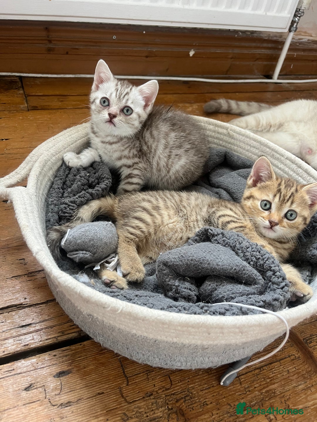 British Shorthair cats for sale:  Beautiful and gentle British shorthair kittens - Image 5