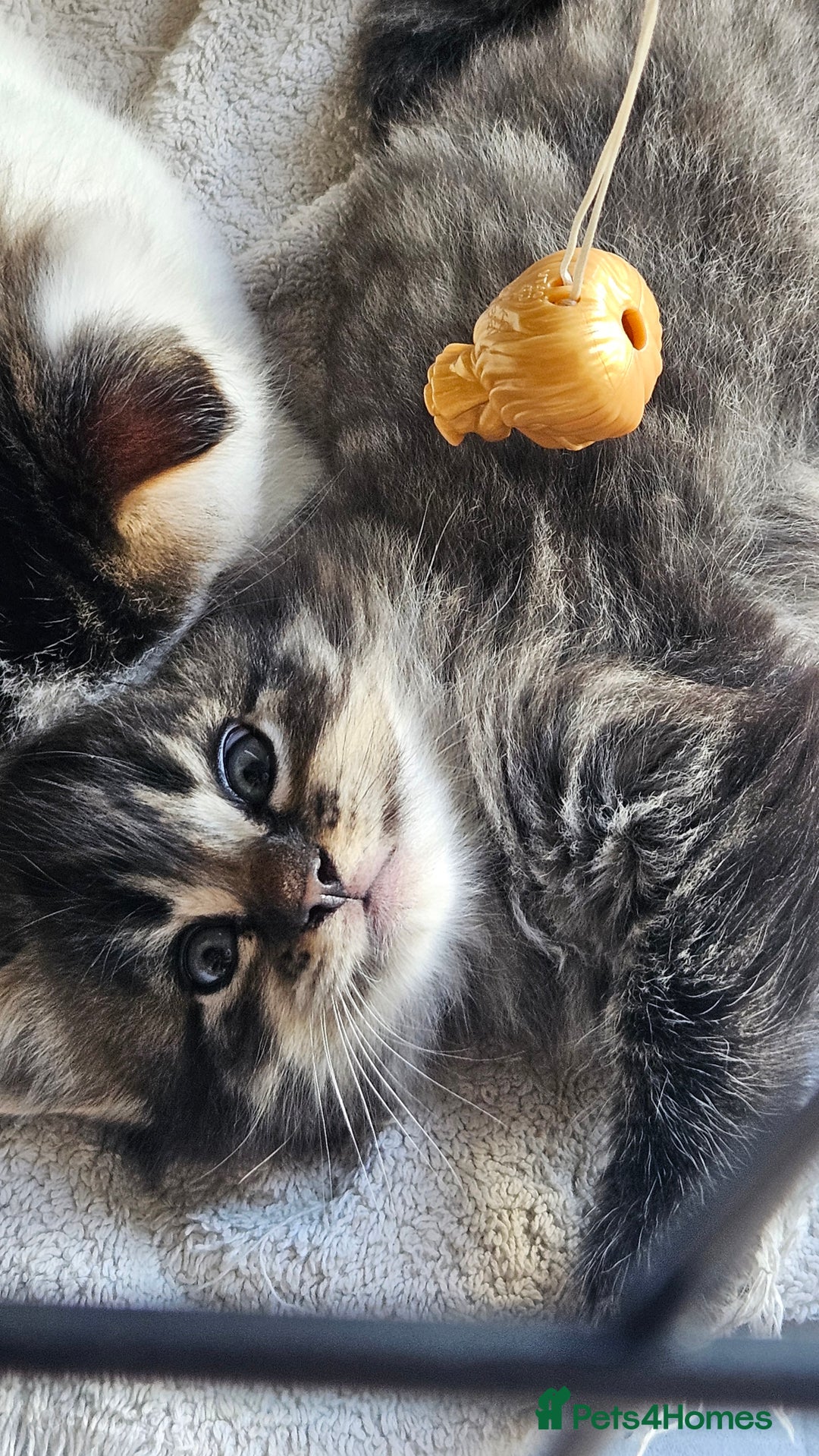 Domestic Shorthair cats for sale: Male and female  - Image 27