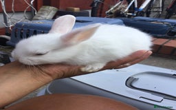 Dutch rabbits for sale: Sweet Adventurous Dutch Rabbits in Greenford - Image 5