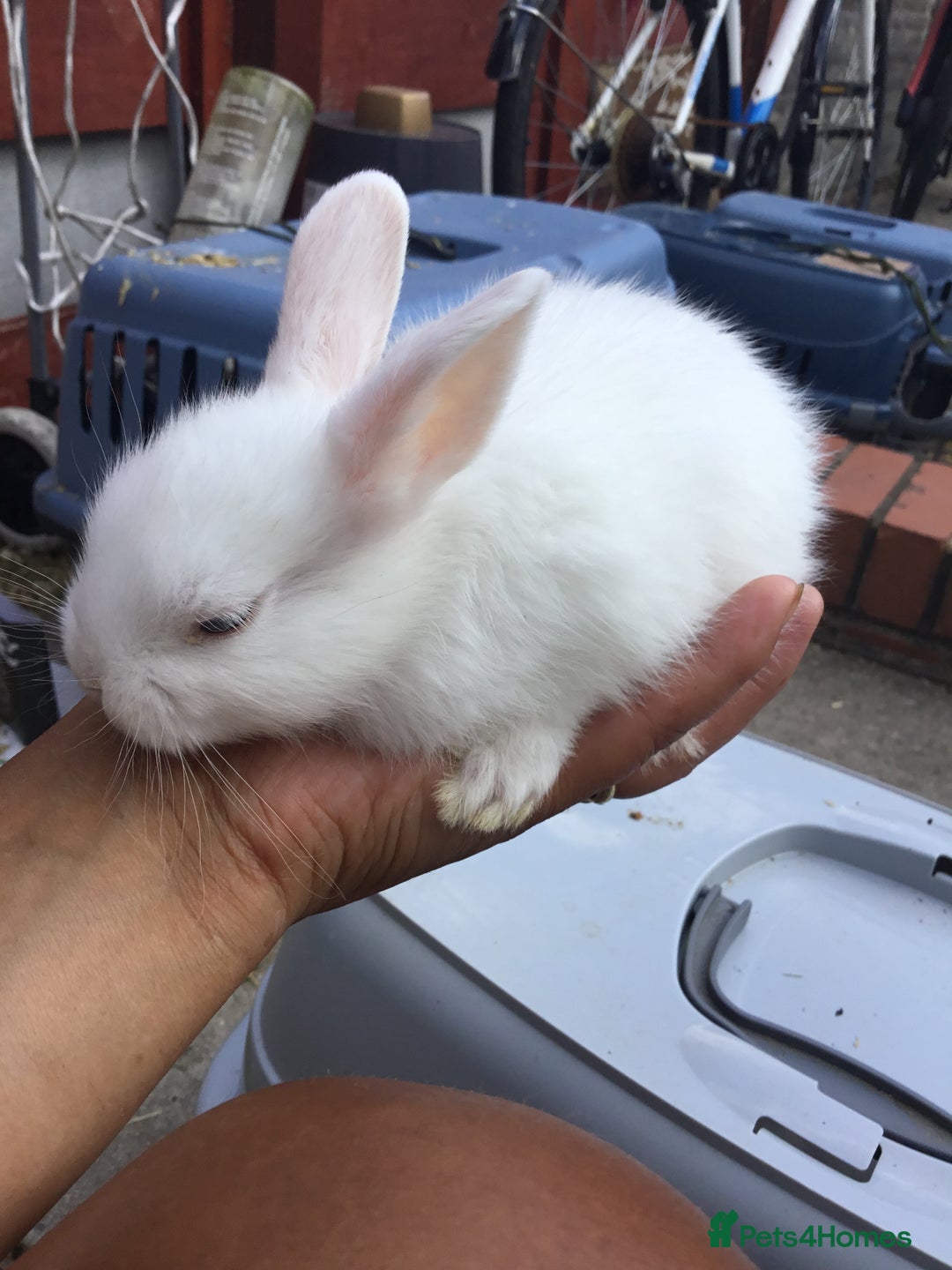 Dutch rabbits for sale: Sweet Adventurous Dutch Rabbits in Greenford - Image 5