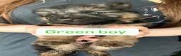 German Shepherd dogs for sale: Beautiful Plush Coated German Shepherd Puppies  - Advert 13