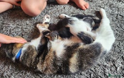 Mixed Breed cats for sale: Beautiful baby's looking for their forever homes  - Image 11