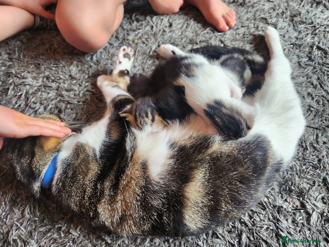 Mixed Breed cats for sale: Beautiful baby's looking for their forever homes  - Image 11
