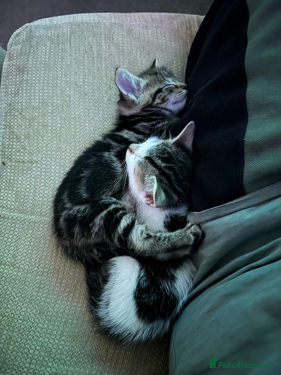 Mixed Breed cats for sale: Kittens - Image 17