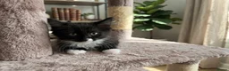Ragdoll cats for sale: RAGDOLL KITTENS FOR SALE - Advert 5