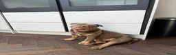 Olde English Bulldogge dogs for stud: ROMEY for stud  - Advert 6