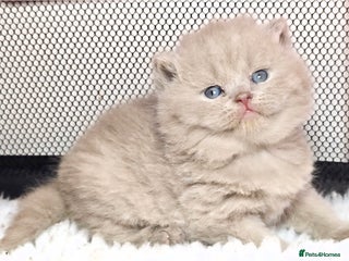 British Shorthair cats 🏆 GCCF Registered British Shorthair Male - Advert 12