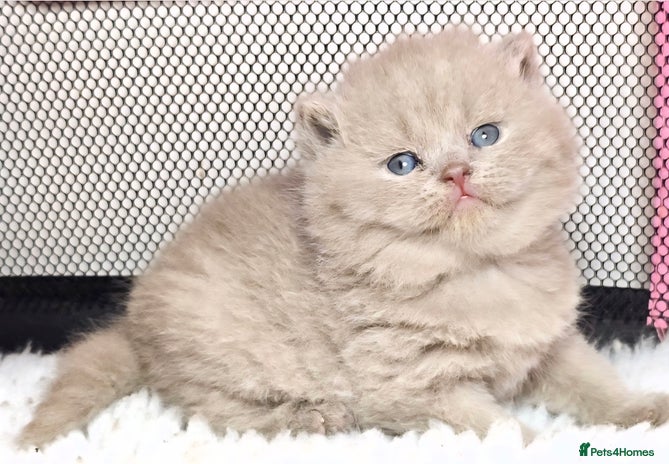 British Shorthair cats 🏆 GCCF Registered British Shorthairs/Longhairs - Advert 3