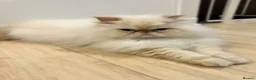 Himalayan cats for adoption: Soft & Sweet - Advert 1