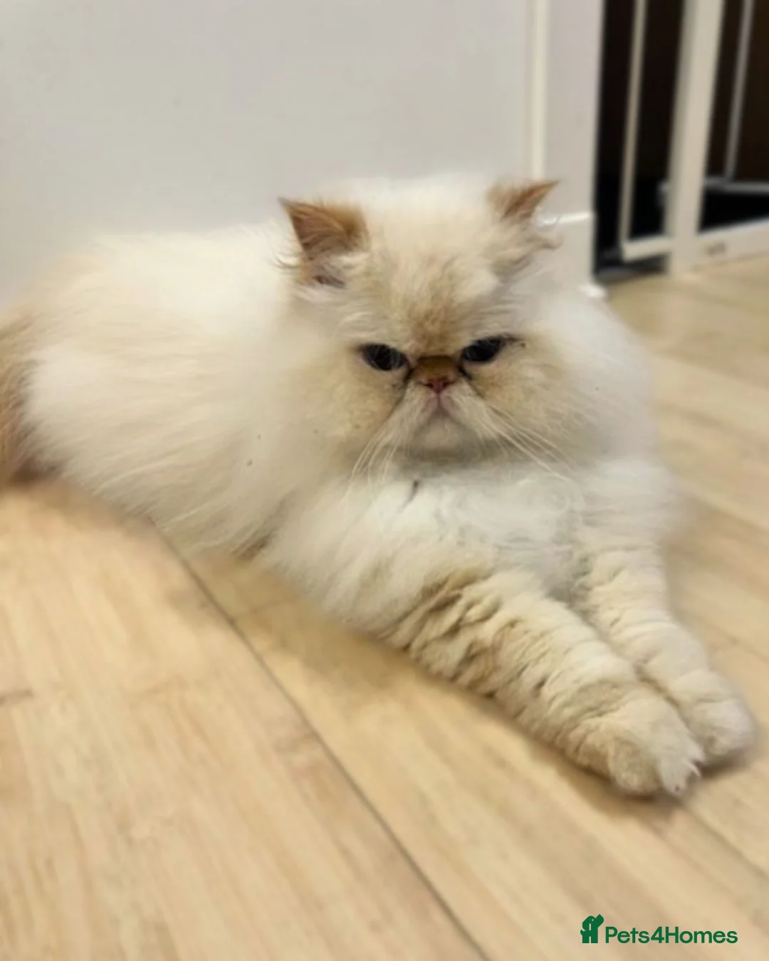 Himalayan cats for adoption: Soft & Sweet - Advert 1