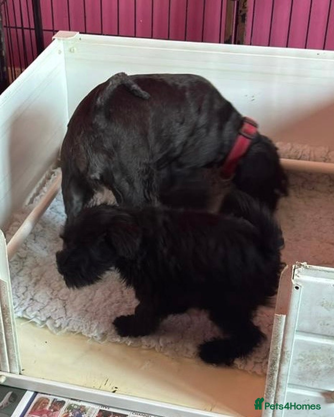 Miniature Schnauzer dogs for sale: Beautiful black puppies  - Image 4