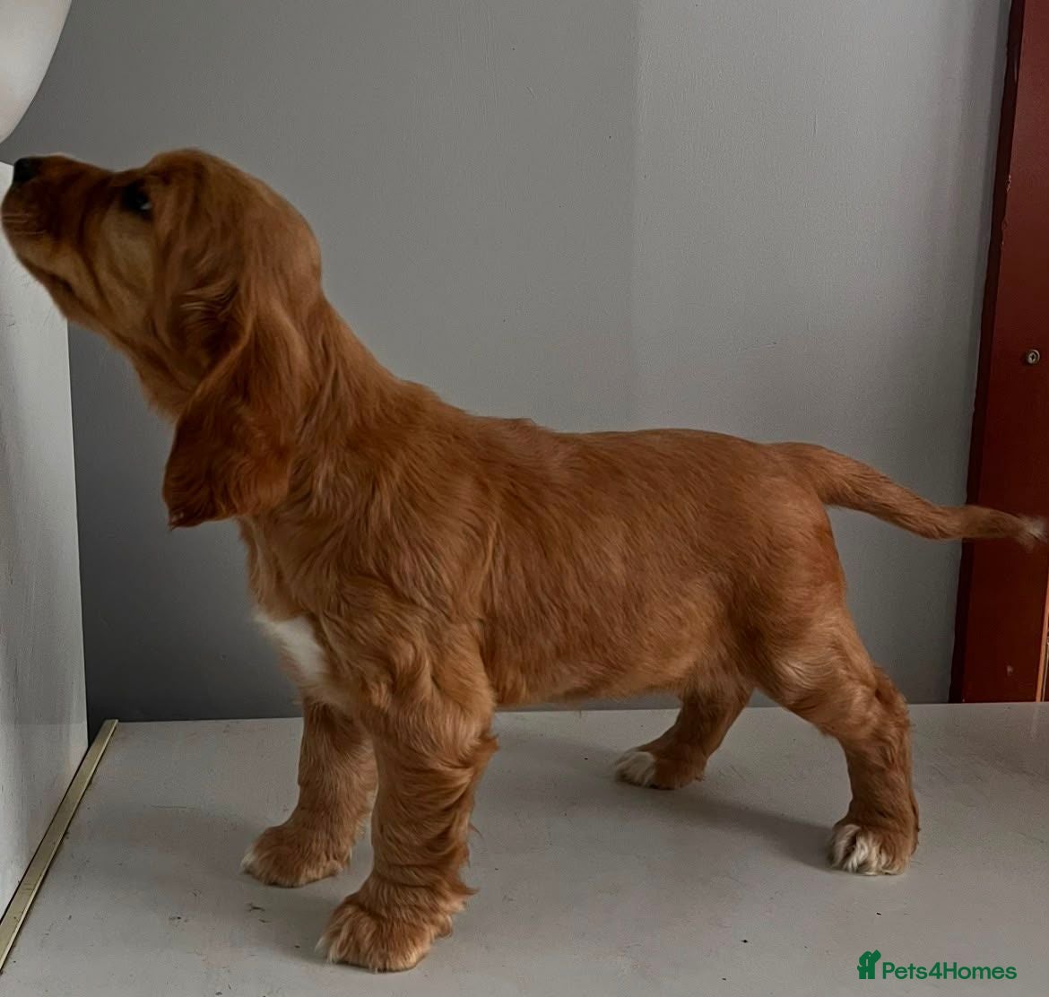 Bocker dogs Bocker Pups  - Advert 2