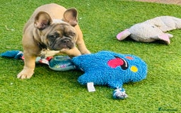 French Bulldog dogs for sale: NOW REDUCED, final 2 KC reg frenchies in Sheffield - Image 15