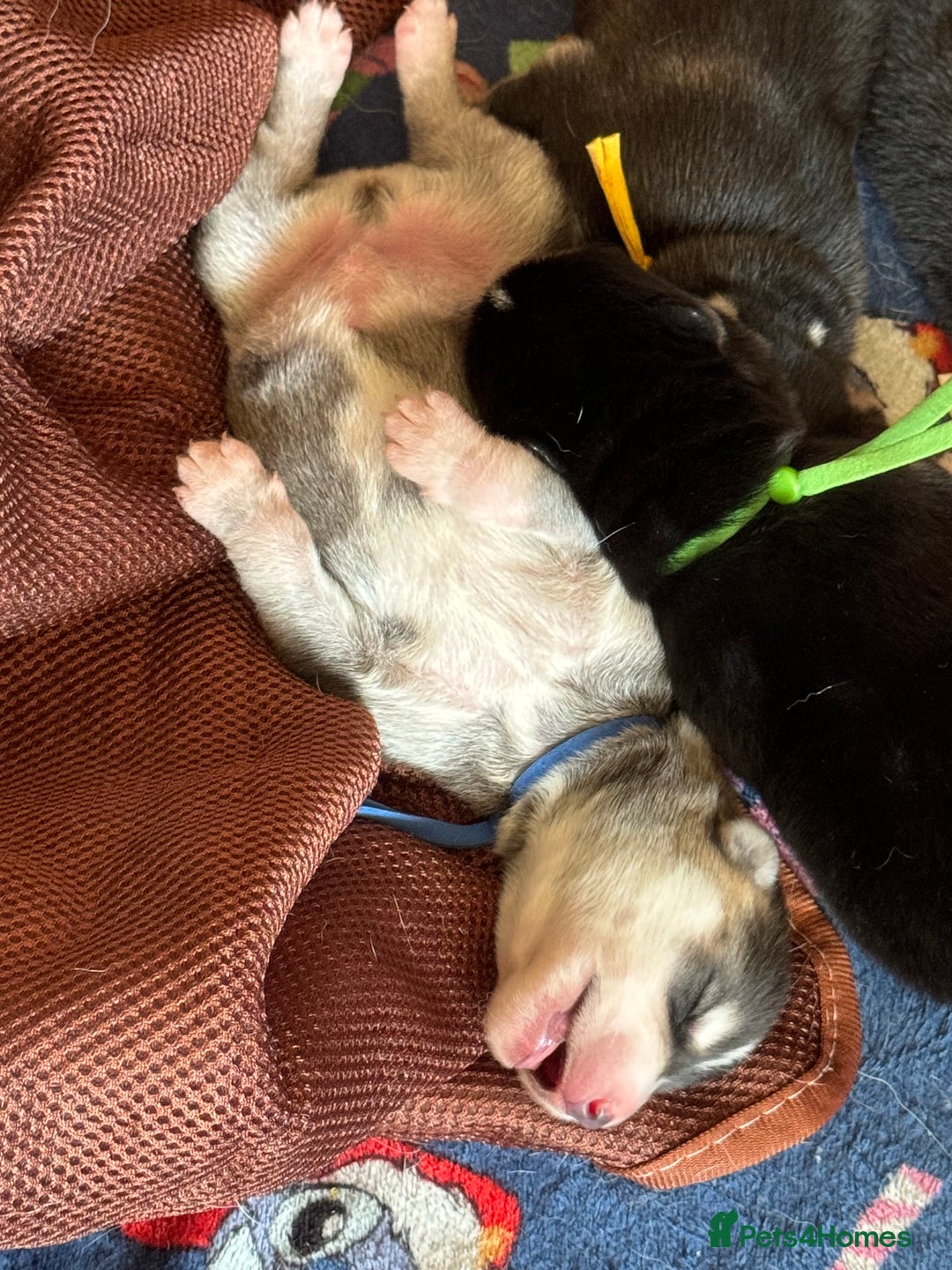 Mixed Breed dogs for sale: Shepsky cross Puppies  - Image 9