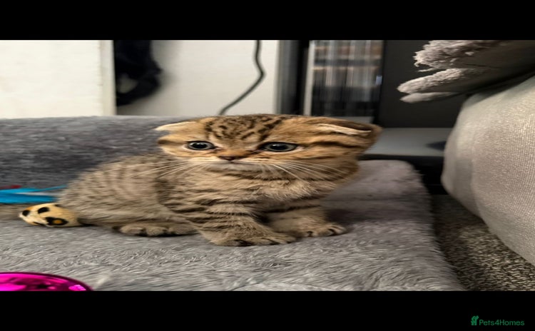Scottish Fold cats - Advert 8