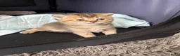British Shorthair cats for sale: Amazing British Shorthair kitten - Advert 14