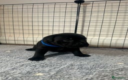 Staffordshire Bull Terrier dogs for sale: Staffy puppies looking for their forever homes - Image 13