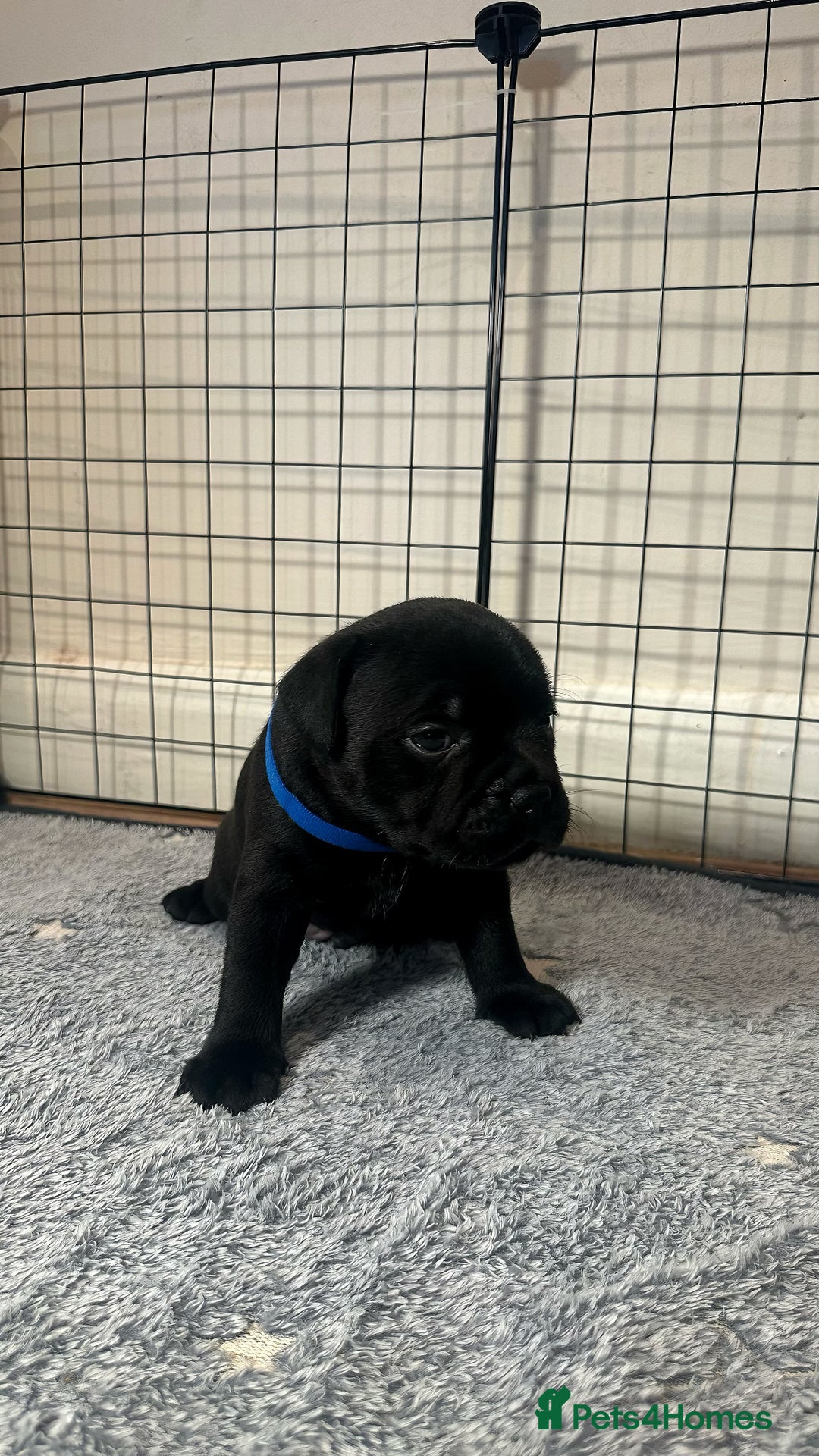 Staffordshire Bull Terrier dogs for sale: Staffy puppies looking for their forever homes - Image 13