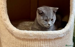 British Shorthair cats for sale: Chunky British Shorthair Kittens GCCF registered.  - Image 8