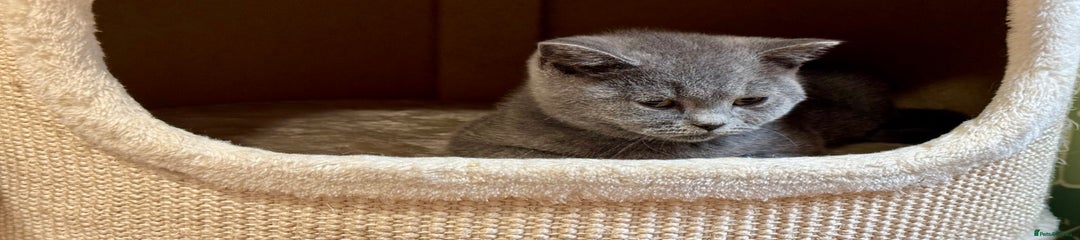 British Shorthair Kitten 4