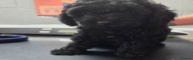 Cavapoo 1